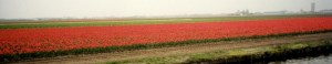cropped-cropped-tulips.jpg